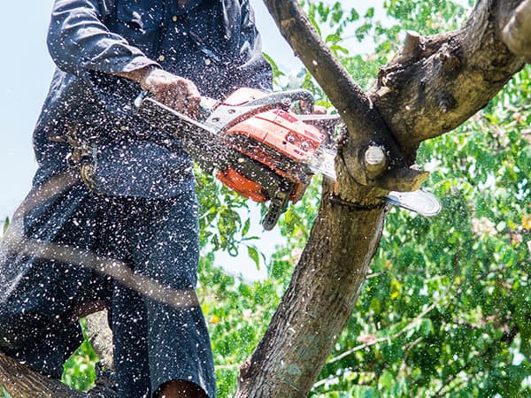 Tree Removal Services - AR Landscaping & Construction
