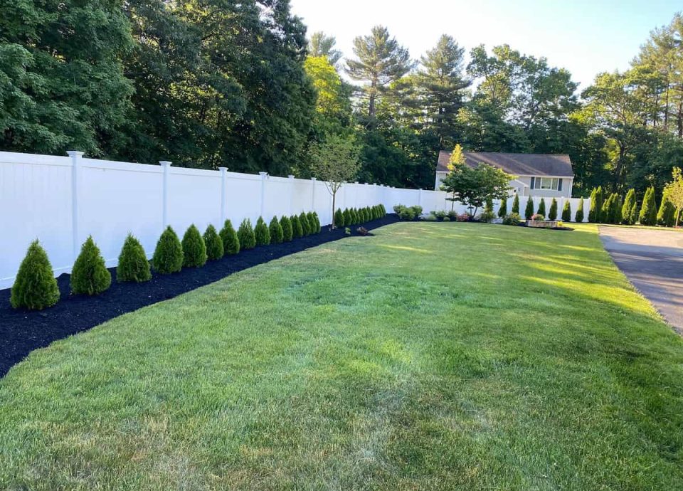 Bushes & Shrub Trimming