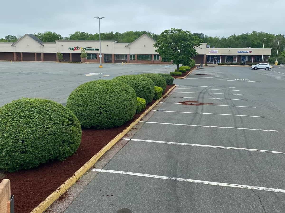 Bushes & Shrub Trimming